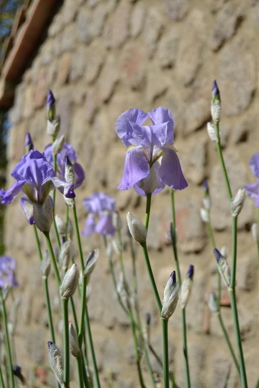 Giardino Di Potentino Seggiano ภายนอก รูปภาพ